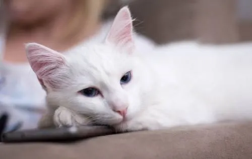 ¿Sabías que los gatos blancos de ojos azules son sordos?