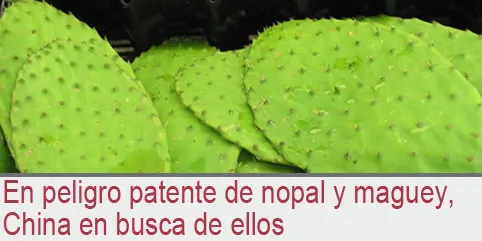 En peligro patente de nopal y maguey, China en busca de ellos