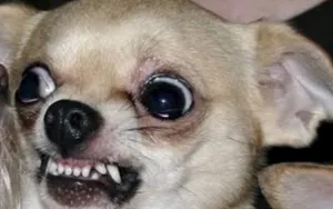 No son los pitbull sino los chihuahua los más agresivos