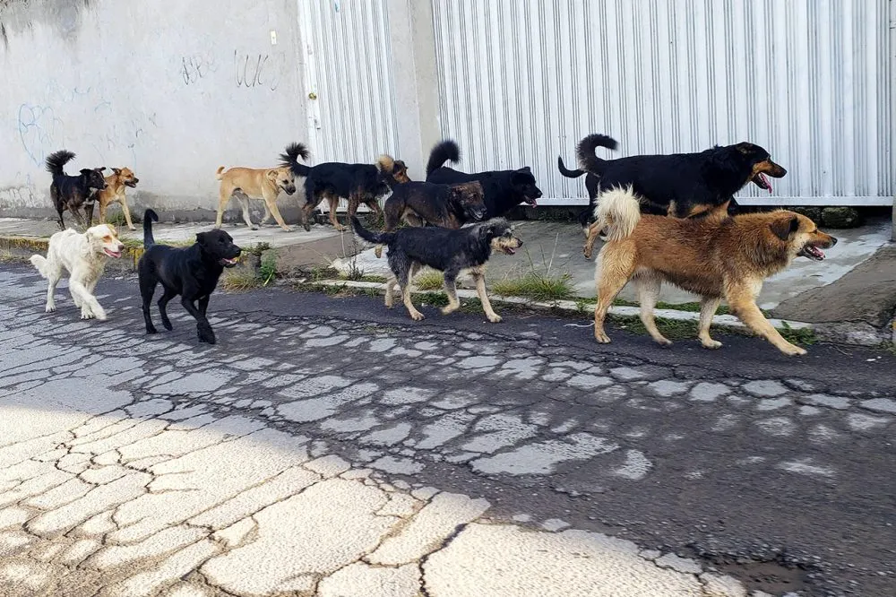 Perros Callejeros Calle