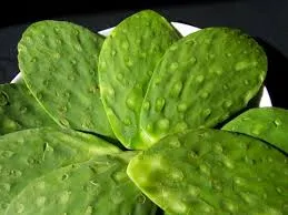 Nopales mexicanos sorprenden en Foodex