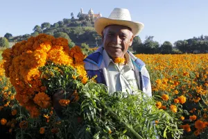 Proyectan alza en costo de flor de muerto hasta en 15 por ciento