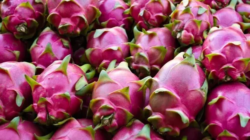 Aprueban exhorto para autoridades de impulsar la producción y comercialización de la pitahaya