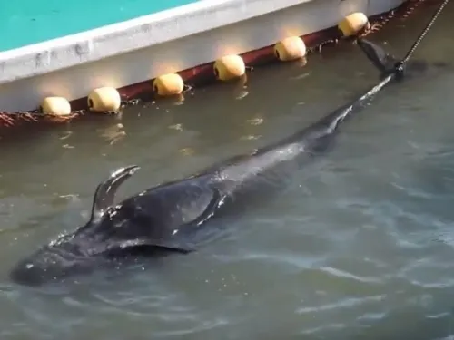 ¡Lamentable! Cazadores japoneses “ahogan” a una ballena