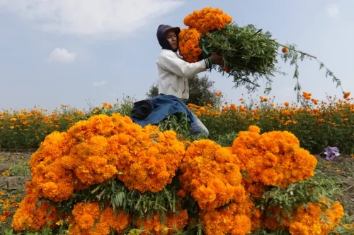 Flor de cempasúchil tuvo un incremento de hasta el 30 por ciento este sábado