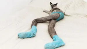 Gatos con mallas invaden las redes sociales