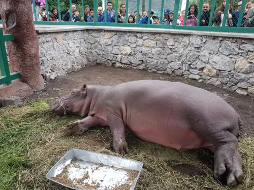 Hipopótamo “Tyson” bajo resguardo permanente de la unidad de manejo para la conservación de la vida