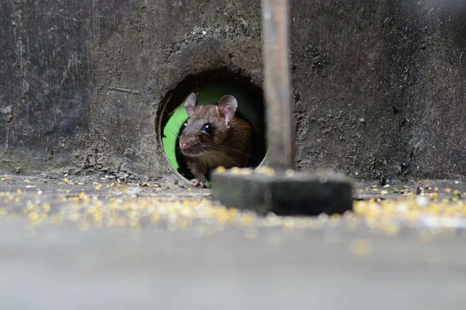 Ratón