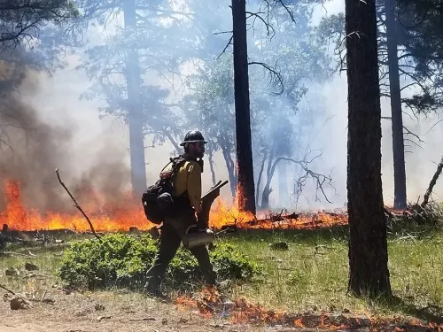 Incendios forestales arrasan con hectáreas de bosques en Puebla