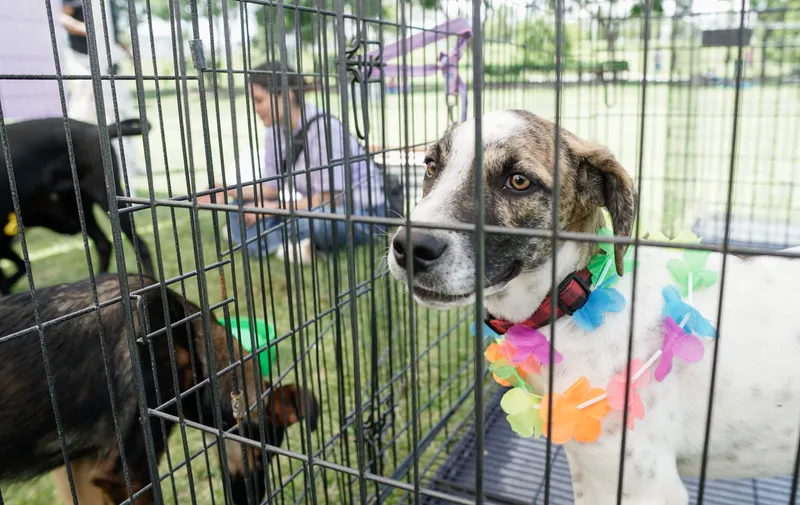 Suspenden adopciones de perros y gatos en Puebla durante Día de Muertos