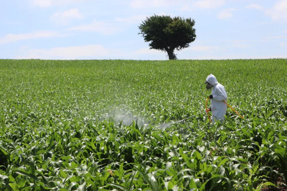 Aplicación de insecticida para combatir la plaga