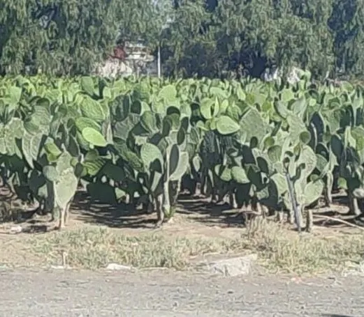 Dejan encobijado en nopaleras de Coronango