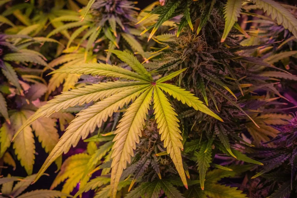 Suprema Corte avala autoconsumo de cannabis en alimentos preparados