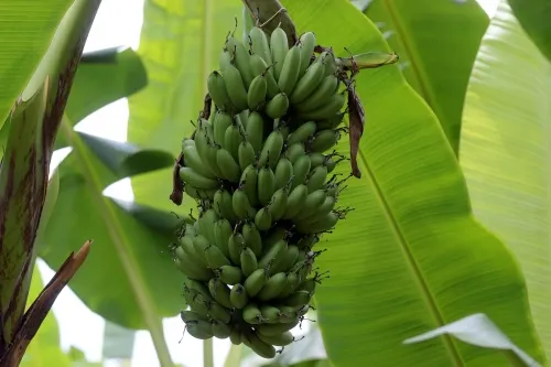 Gracias al gobernador le estamos dando plus a nuestra fruta: productor de plátano