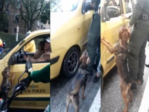 Familia abandona a su perro en transitada avenida