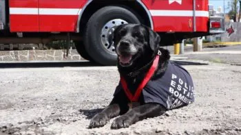 Rinden emotivo homenaje póstumo a “Dana”, perrita de búsqueda y rescaste de Bomberos de Puebla