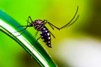 Secretaría de Salud de Puebla reporta 14 nuevos contagios por dengue