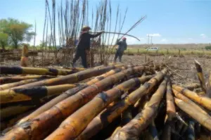 Cañeros de Puebla recibirán créditos por 14 mdp