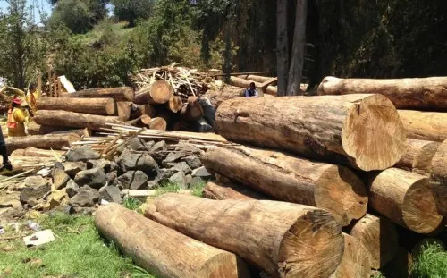 Avalan sanciones de cárcel y multa económica para tala clandestina e incendios forestales