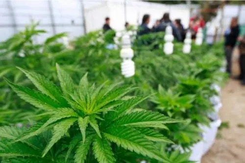 Comandante de la 25 zona militar prefirió no opinar sobre legalización de marihuana en México
