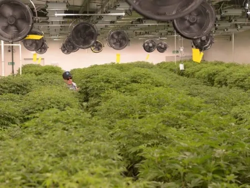 Realiza Uruguay primera exportación de mariguana en AL