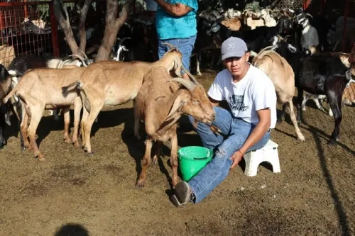 Fortalecimiento a productores agrícolas con 240 vientres caprinos: SGG