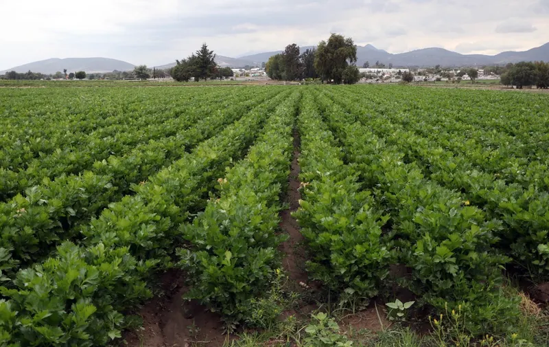 La Secretaría de Desarrollo Rural fomenta exportación de frutas y verduras
