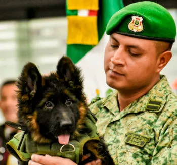 Aterriza en el AICM el perro que Turquía donó a México para honrar la muerte de Proteo