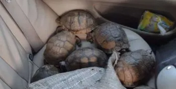 Encuentran más de 200 tortugas en camioneta volcada en la carretera Amozoc-Perote