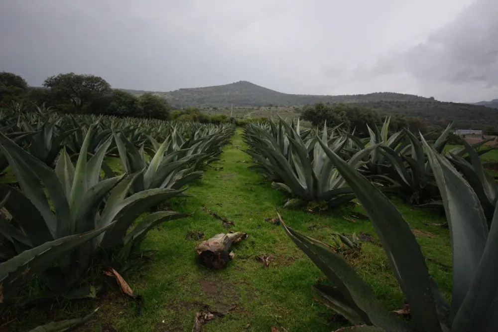 Mezcal maguey