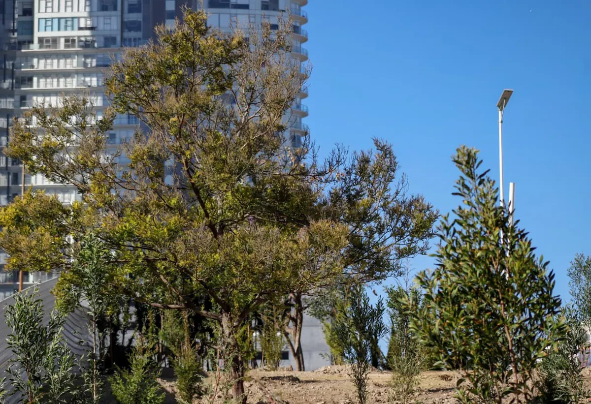 Plantan 2 mil 200 árboles en el CIS y Parque Ecológico para fortalecer el bosque urbano