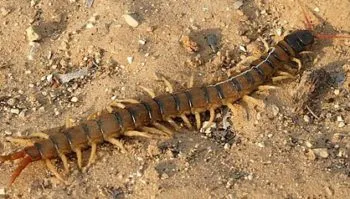 Enorme susto de una joven al encontrar un animal en la espalda de su amiga