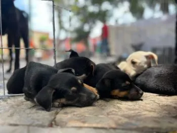 Abre tu corazón a un lomito; gran Feria de Adopción se realizará en Atlixco