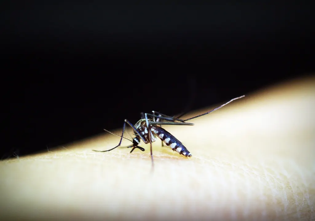 Malaria