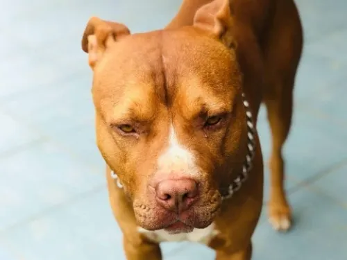 Niño de 7 años muere tras ataque de un Pitbull en Guadalajara