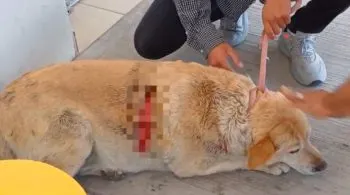 Desalmados lesionan a machetazos a la perrita “Gordita” en el mercado de Cuautlancingo