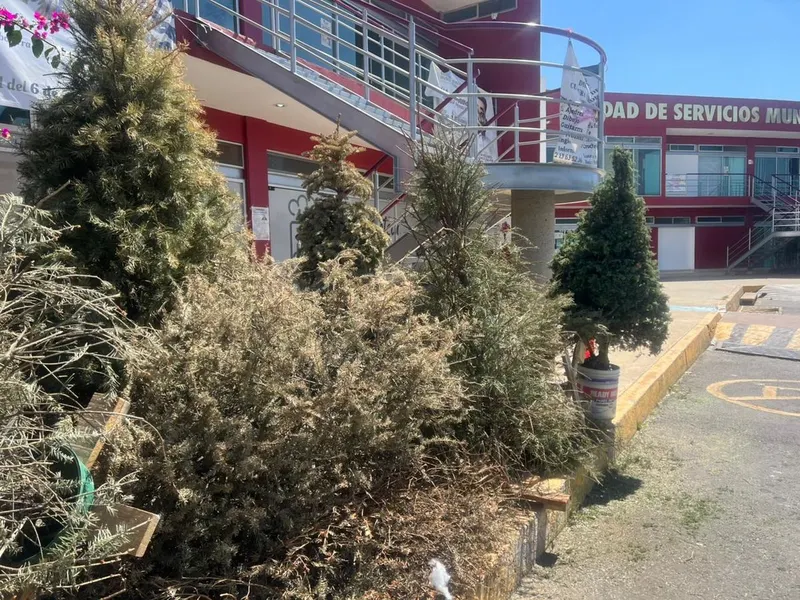 cuautlancingo-verde-navidad