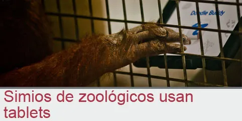 Simios de zoológicos usan tablets