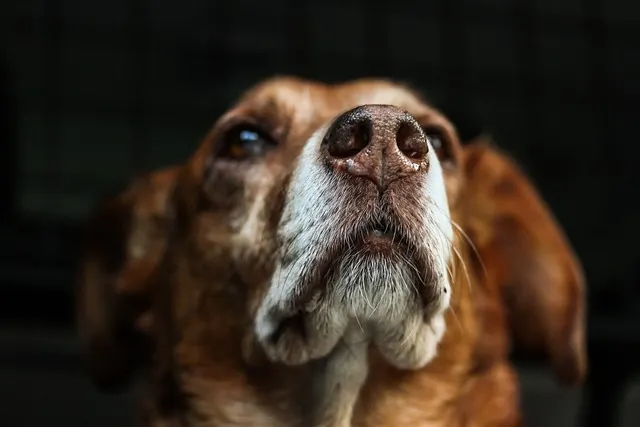 Día Mundial del Perro