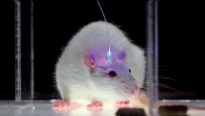 Introducen ”falsas memorias” dentro del cerebro de ratones