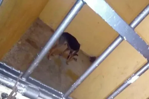 Tras seis días de prisión, liberan a perro encarcelado por edil en Oaxaca