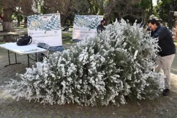 Impulsa Ayuntamiento de San Pedro Cholula reciclaje de árboles de Navidad con incentivos ecológicos