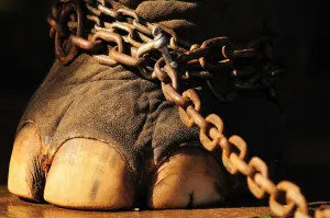 Senado acepta prohibir animales en circos; deja fuera corridas de toros