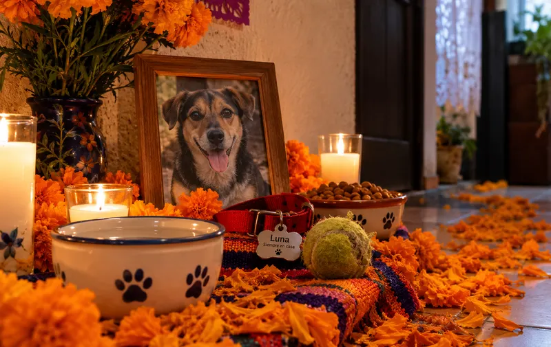 Día de Muertos: Luna y el regreso de las mascotas el 27 de octubre