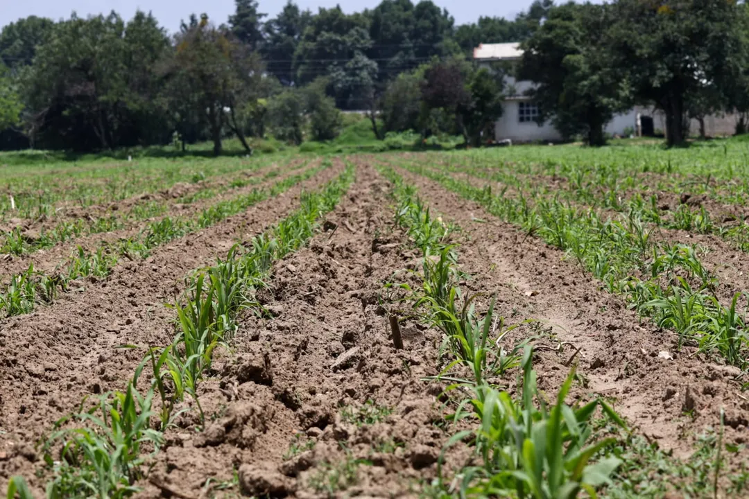 Campo poblano