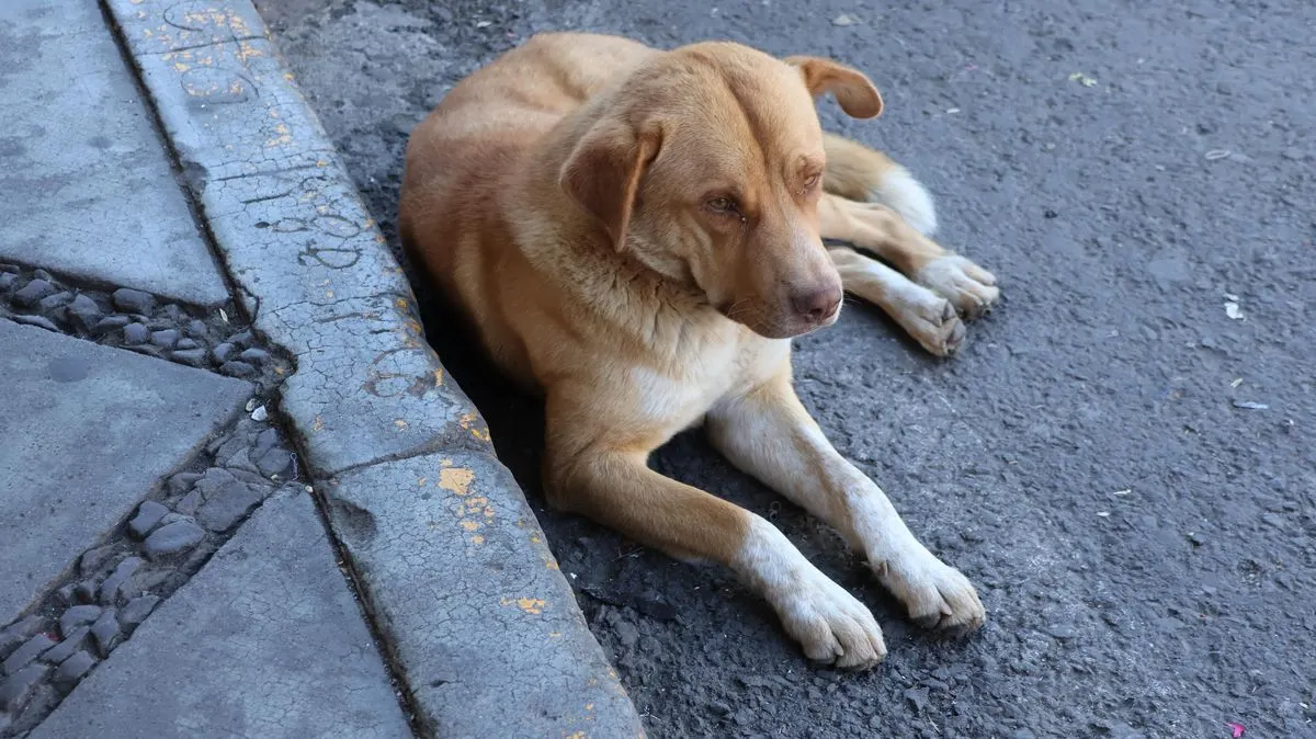 Perro En La Calle