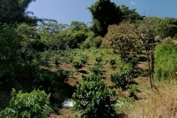Brota escándalo de corrupción en Sembrando Vida en Puebla