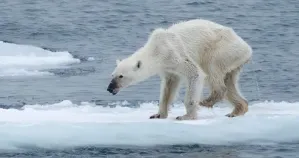 Osa polar con desnutrición por el calentamiento global causa conmoción en redes