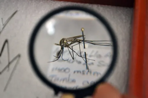 En la BUAP encuentran especies de insectos que no estaban registradas en Puebla