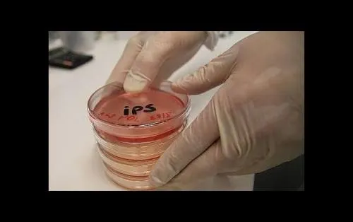 Crean el primer músculo humano funcional a partir de células madre